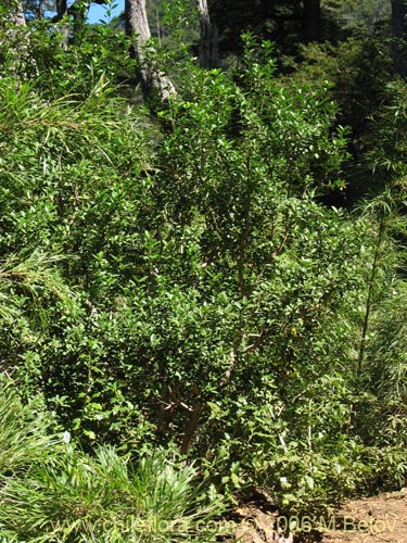 Maytenus magellanicaの写真